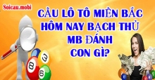 Cầu lô tô miền bắc hôm nay bạch thủ MB đánh con gì? Cầu lô tô miền bắc hôm nay bạch thủ MB đánh con gì?