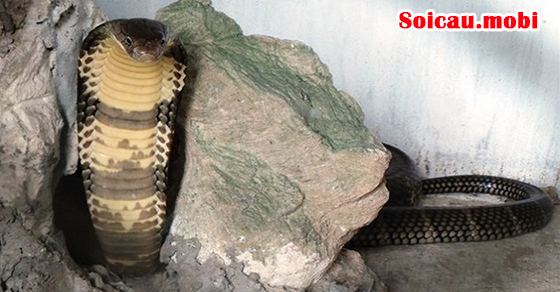 Đánh con gì nếu thấy rắn vào nhà