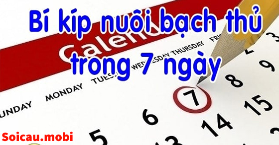 Nuôi lô bạch thủ khung 7 ngày chuẩn xác nhất Nuôi lô bạch thủ khung 7 ngày chuẩn xác nhất