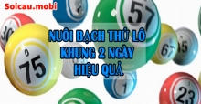 Bạch thủ lô khung 2 ngày - Cách nuôi bạch thủ khung 2 ngày bất bại Bạch thủ lô khung 2 ngày - Cách nuôi bạch thủ khung 2 ngày bất bại