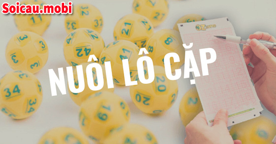 Nuôi lô cặp hiệu quả nhất Nuôi lô cặp hiệu quả nhất